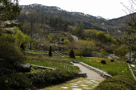 화려한 꽃잔치를 얼마 남겨 놓지 않은 튜울립원입니다. 